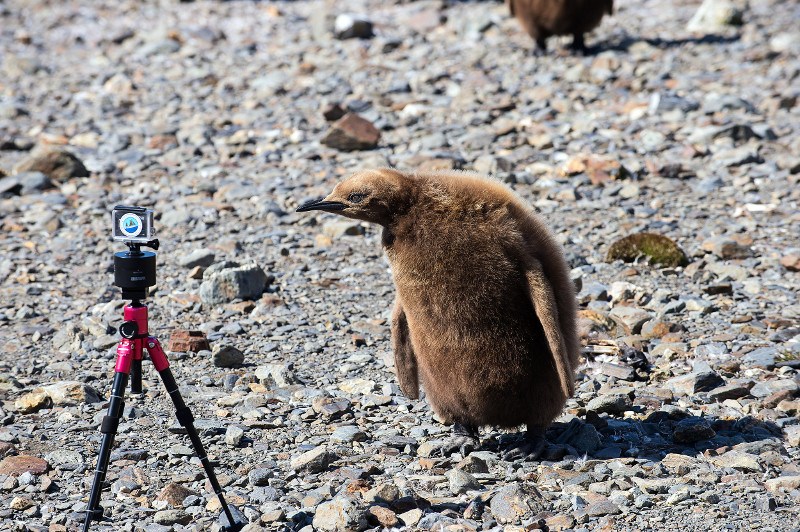 penguin chick looking at camera