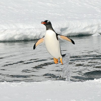 penguin jumping out of water at Port Lockroy Antarctica