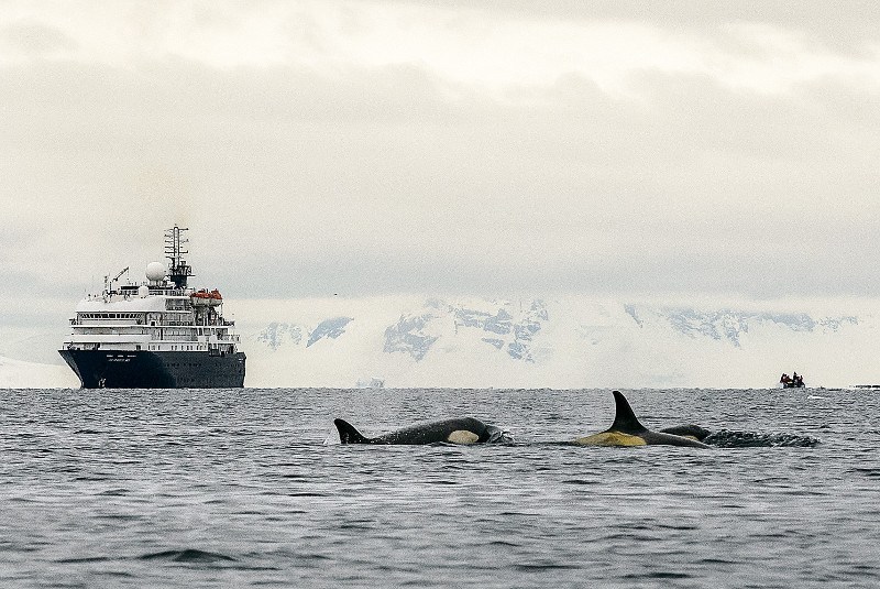 Orca whales in Antarctica Peninsula
